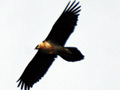 Quebrantahuesos volando - Gypaetus barbatus