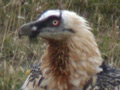Quebrantahuesos ( Gypaetus barbatus )