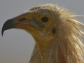 Alimoche ( Neophron pernopterus )Egyptian vulture