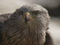 Milano negro ( Milvus migrans ) Black kite .