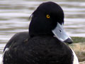 Porron moñudo ( Aythia fuligula ) Tufted duck