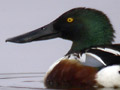Pato cuchara ( Anas clypeata ) Ing. Shoveler