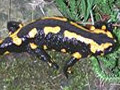 Salamandra ( Salamandra salamandra ) Fire salamander