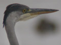 Garza real - Ardea cinerea