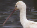 Espatula común - Platalea leucorodia