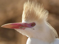 Garcilla bueyera - Bubulcus ibis