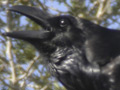 Cuervo ( Corvus corax )
