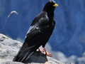 Chova piquigualda (Pyrrhocorax graculus) Alpine chough
