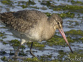 .Aguja colinegra ( Limosa limosa )  Black-tailed Godwit