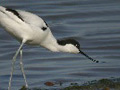 Avoceta - Recurvirostra avosetta