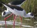 Cigüeñuela ( Himantopus himantopus ) Black-