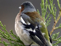 Pinzon vulgar ( Fringilla coelebs ) Brambling