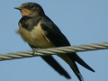 Golondrina común ( Hirundo rustica ) Ing. Barn s