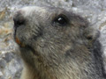 Marmota ( Marmota marmota ) Alpine marmot
