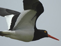 Ostrero ( Haematopus ostralegus ) Oystercatcher