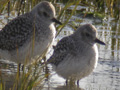 Chorlito gris ( Pluvialis squatarola ) Ing. Grey plover