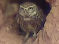 Mochuelo ( Athene noctua ) Little owl