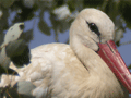 Cigüeña común con pollos ( Ciconia c