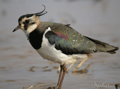 Avefría ( Vanellus vanellus ) Lapwing