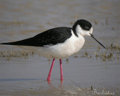 Cigüeñuela ( Himantopus himantopus ) Black-