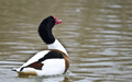 Tarro blanco ( Tadorna tadorna ) Shelduck
