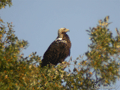 Aguila Imperial ( Aquila adalberti ) Imperial Eagle