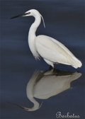 Garceta comun ( Egretta garzatta ) Little Egret