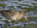 Aguja colinegra ( Limosa limosa ) Black-tailed Godwit
