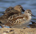 Correlimos común ( Calidris alpina ) Dunlin