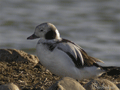 Pato Havelda ( Clangula hyemalis ) Long-tailed Duck
