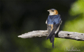 Golondrina dáurica ( Hirundo daurica ) Red-rumpe