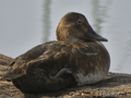 Porrón pardo ( Aythya nyroca ) Ferruginous Duck