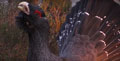 Urogallo ( Tetrao urogallus ) Capercaillie