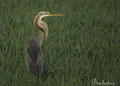 Garza imperial ( Ardea purpurea ) Purple Heron