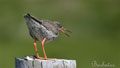 Archibebe comun ( Tringa totanus ) Redshank