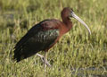 Morito comun ( Plegadis falcinellus ) Glossy Ibis