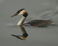 Somormujo lavanco ( Podiceps cristatus ) Great Crested