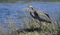 Garza imperial ( Ardea purpurea ) Purple Heron