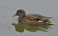 anade friso ( Anas strepera ) Gadwall