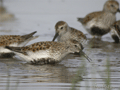 Correlimos común ( Calidris alpina ) Dunlin
