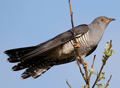 Cuco ( Cuculus canorus ) Cuckoo