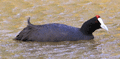 Focha cornuda ( Fulica cristata ) Crested Cook
