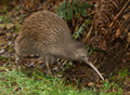 Kiwi ( Apteryx )