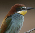 Abejaruco común ( Merops apiaster ) Bee-eater