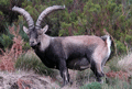 Cabra montés ( Capra pyrenaica ) Mountain Goat