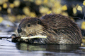 CASTOR ( Castor canadensis ) Beaver