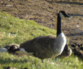 Barnacla canadiense ( Branta canadiense ) Canada goose