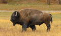 Bisonte americano ( Bison bison ) Bison