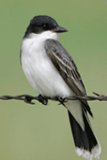Tirano migrador ( Tyrannus tyrannus ) Eastern Kingbird