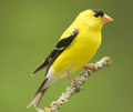 Jilguero americano ( Carduelis tristis ) American Goldf